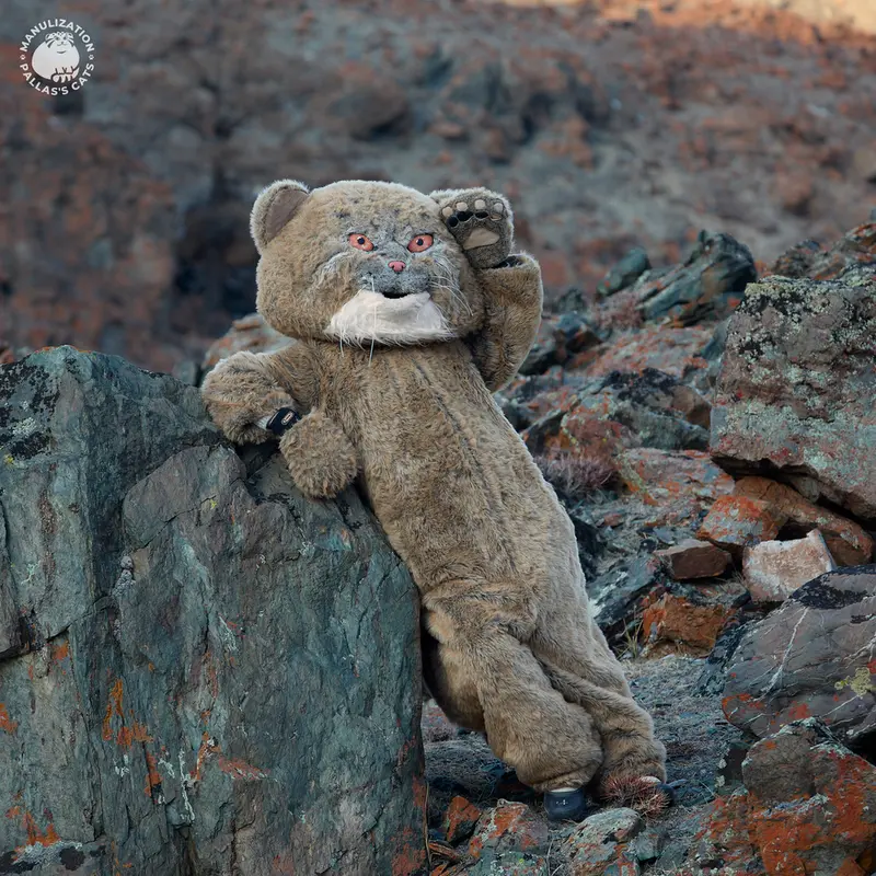 Фотография с манулом