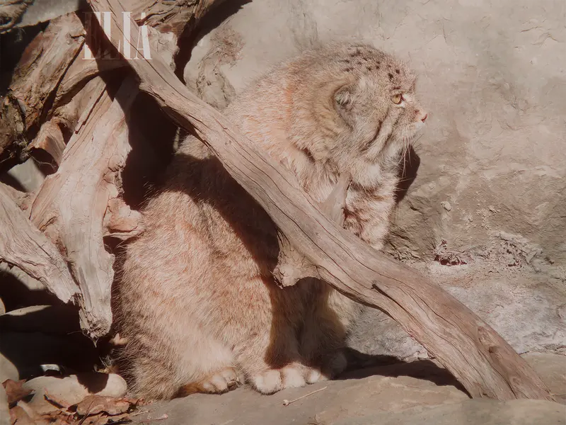 Фотография Олафа в Зоопарке Калгари / Институте Уайлдере