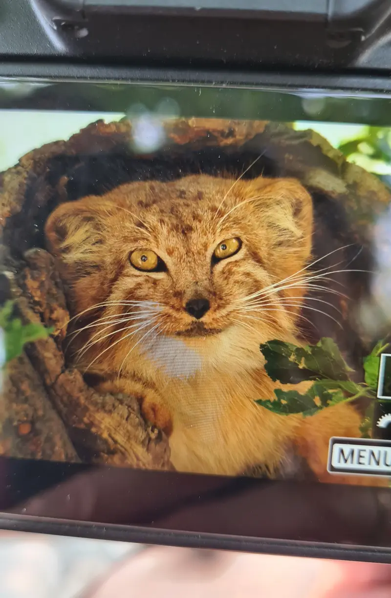 Фотография с манулом