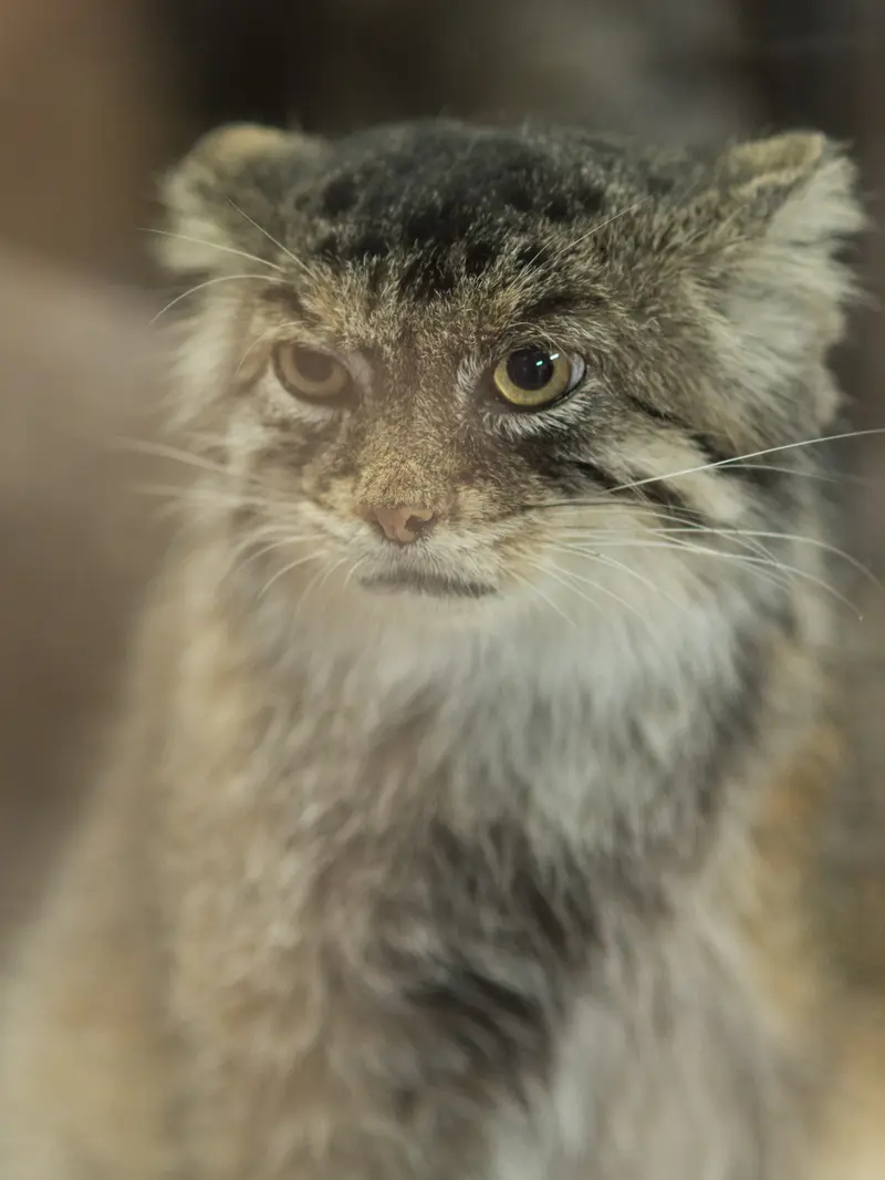 Фотография Примулы в Зоопарке Уено