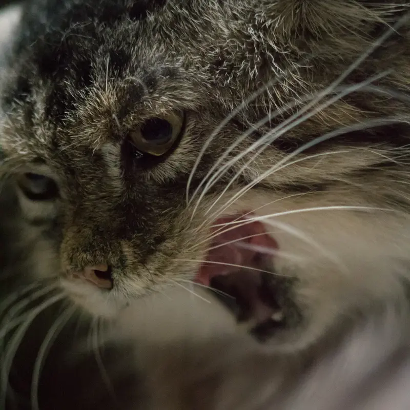 Фотография Примулы в Зоопарке Уено