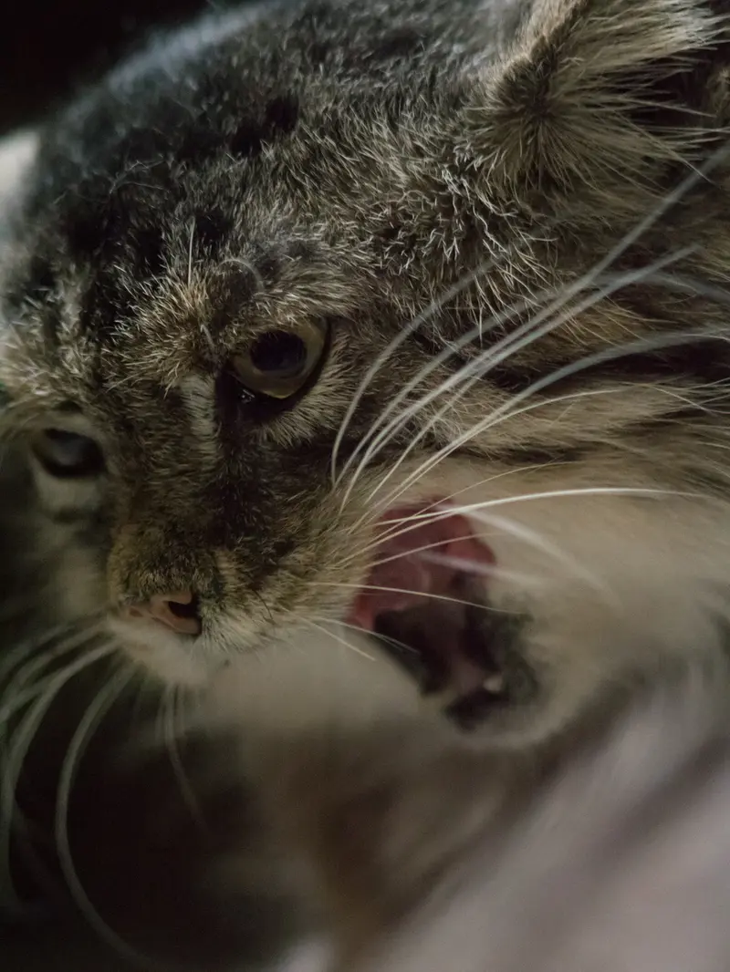 Фотография Примулы в Зоопарке Уено