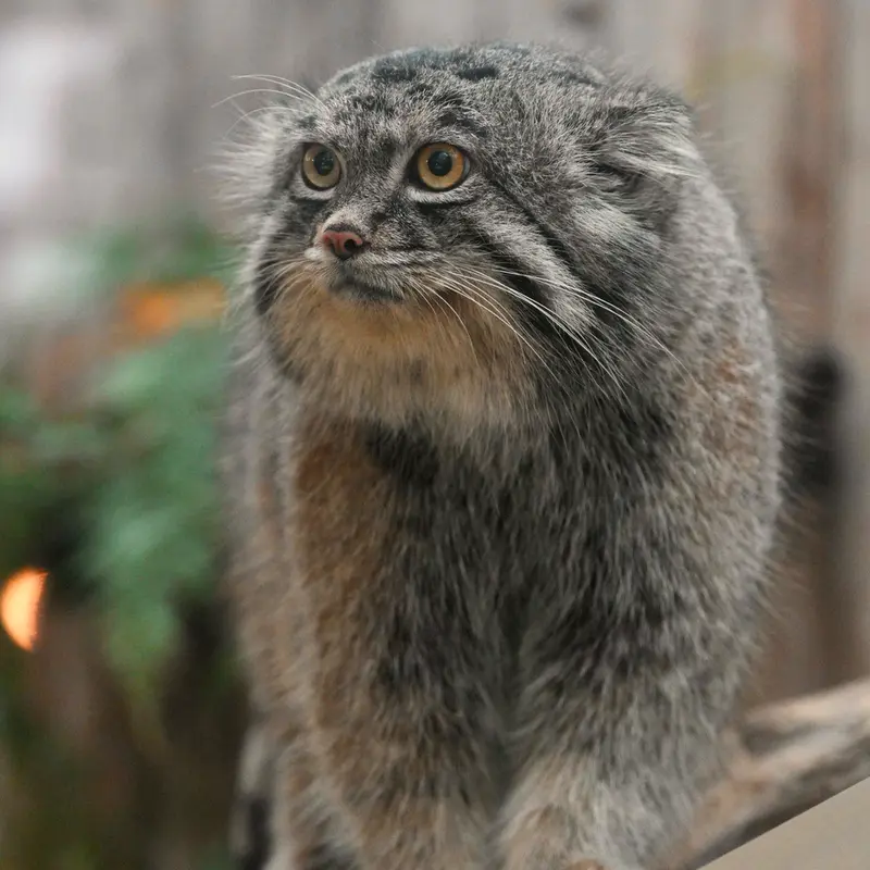 Фотография Нара в Царстве Животных Кобе