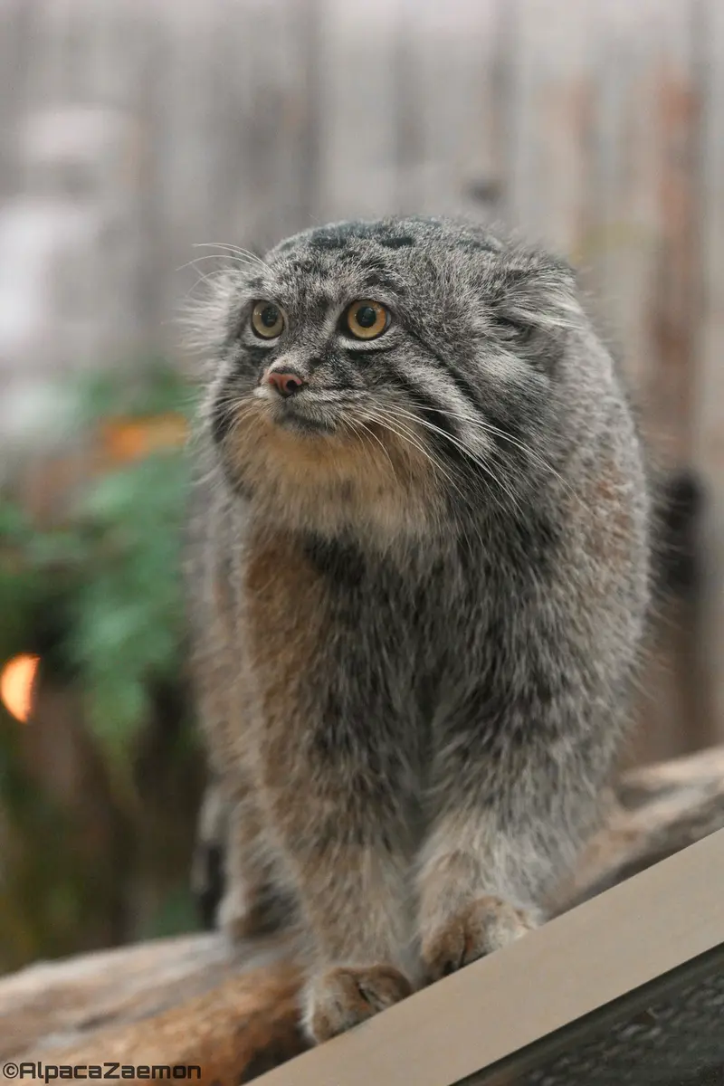 Фотография Нара в Царстве Животных Кобе