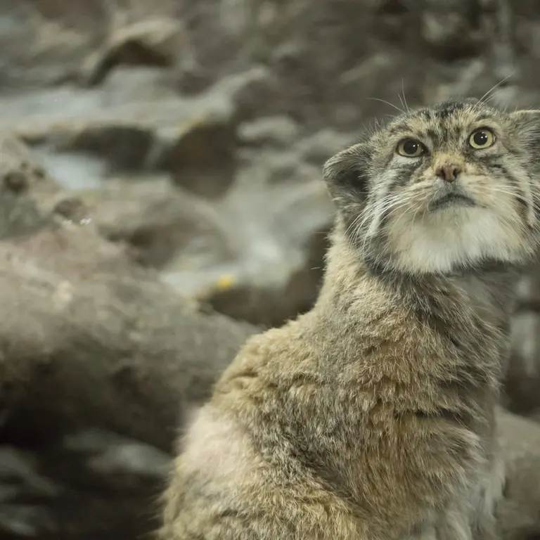 Фотография Примулы в Зоопарке Уено