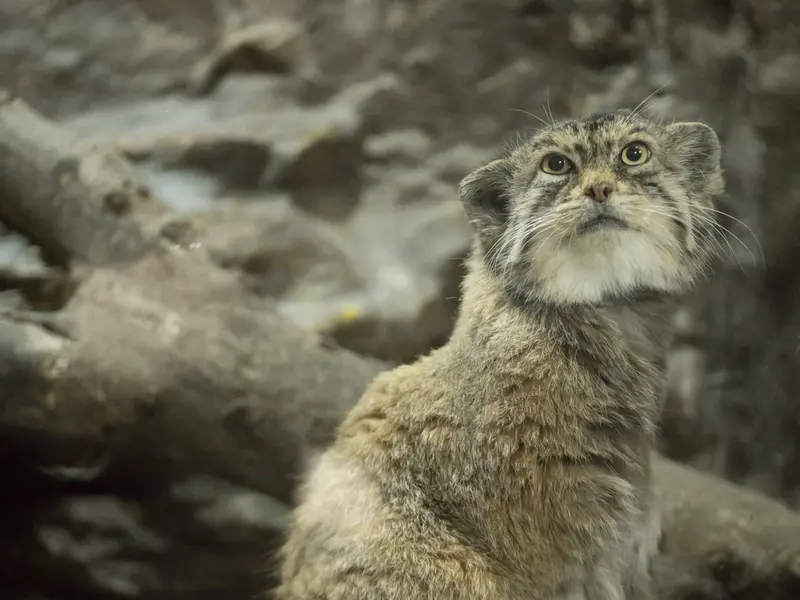 Фотография Примулы в Зоопарке Уено