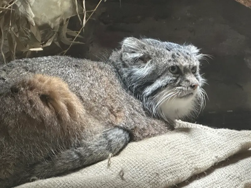 Фотография с манулом