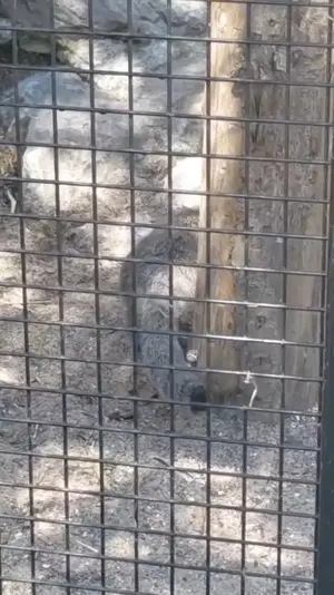 милый Ворас катается по земле❤️