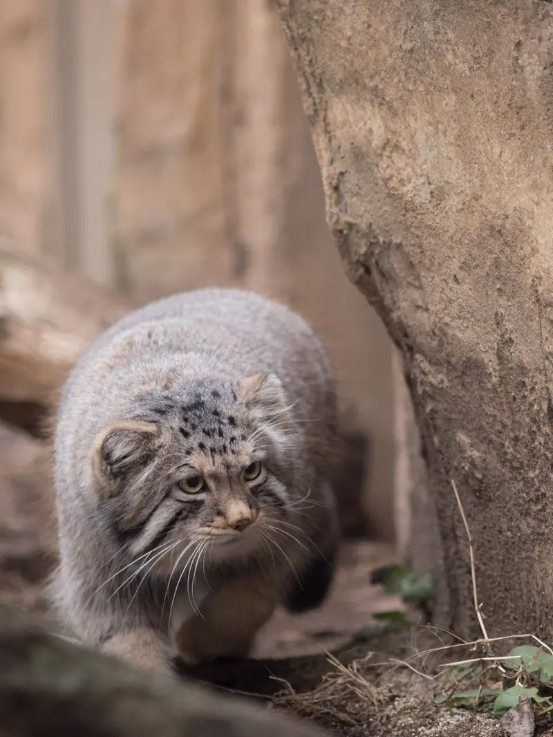 Фотография Нагому в Царстве Животных Насу