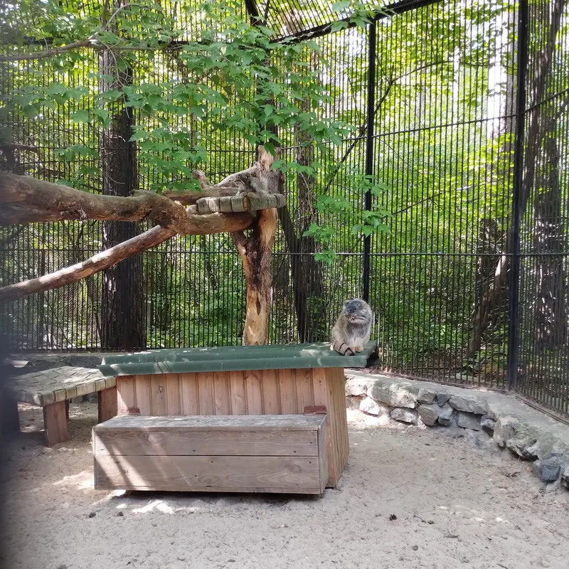 Фотография с манулом в Новосибирском Зоопарке