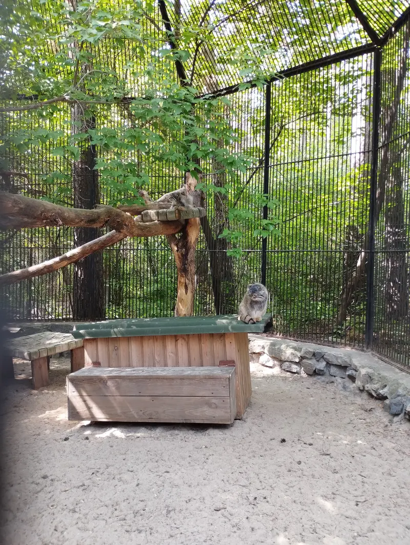 Фотография с манулом в Новосибирском Зоопарке