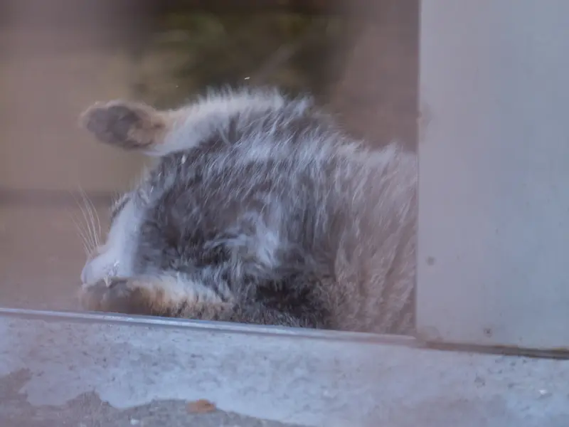 Фотография Фиги в Зоопарке Ногеяме