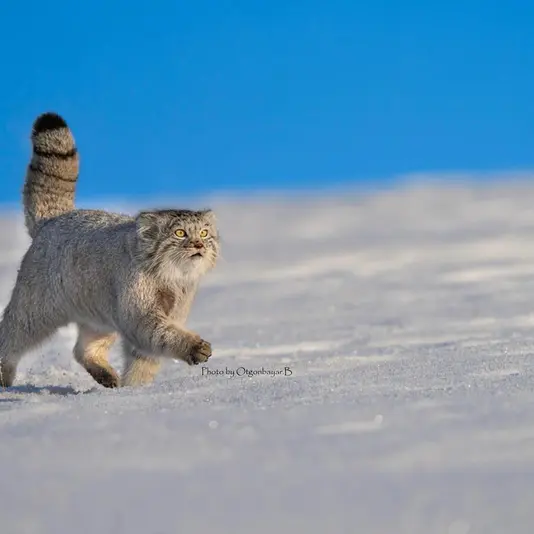 Фотография с манулом