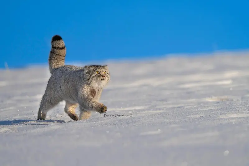 Фотография с манулом