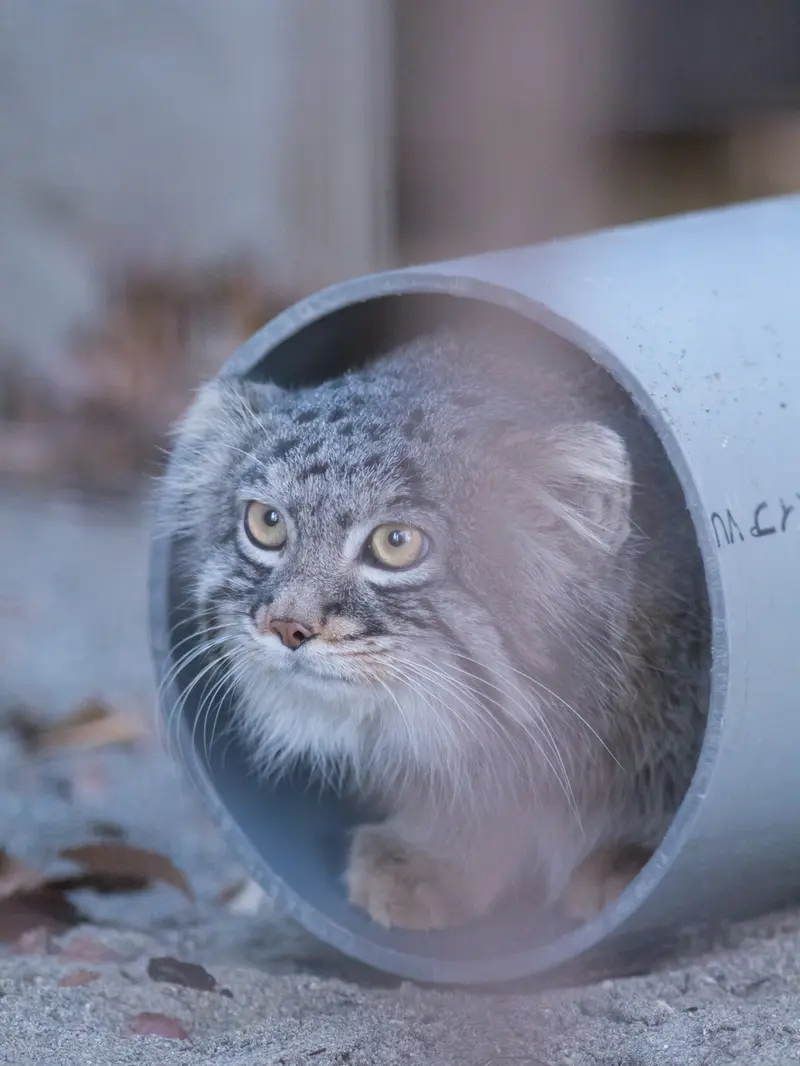 Фотография Фиги в Зоопарке Ногеяме