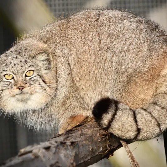Фотография Хараа в Парке диких животных Порт-Лимпн