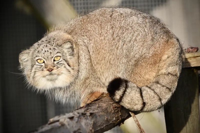 Фотография Хараа в Парке диких животных Порт-Лимпн