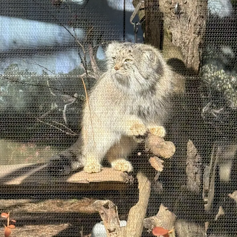 Фотография Пази в Зоопарке Поттер-парка