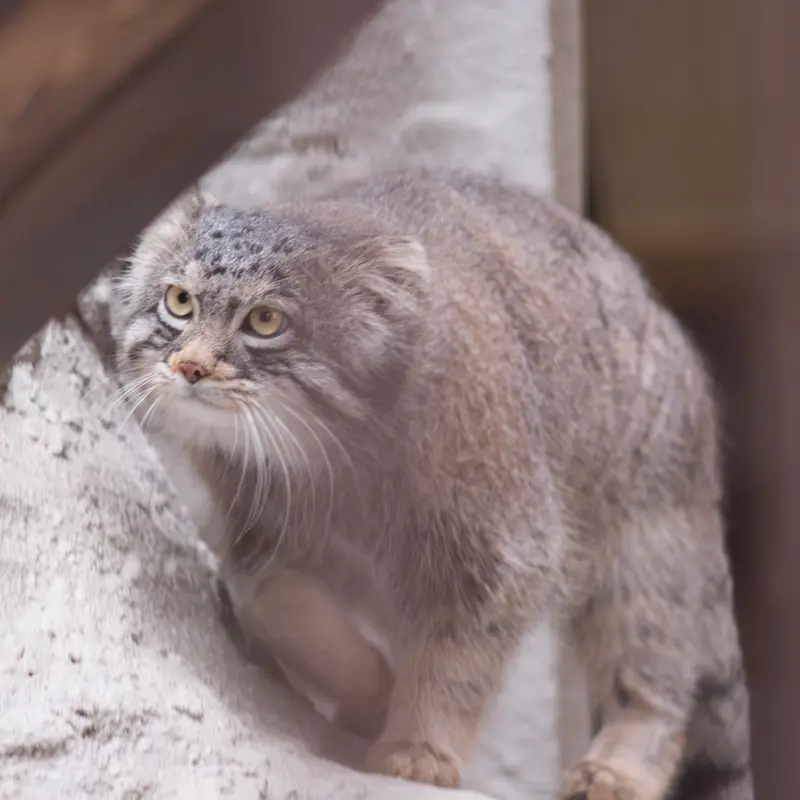 Фотография Фиги в Зоопарке Ногеяме