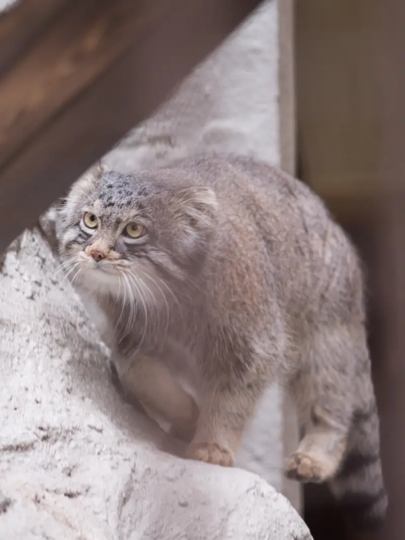 Фотография Фиги в Зоопарке Ногеяме