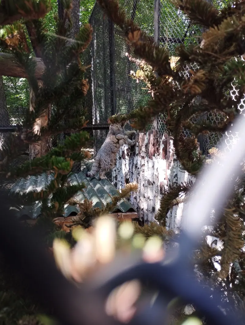 Фотография Зеленогорска в Новосибирском Зоопарке