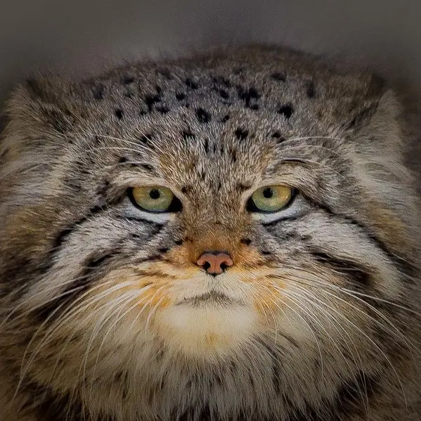 Фотография Евчонока 2023 Г.р. Ⅴ в Новосибирском Зоопарке