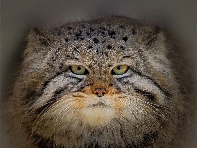 Фотография Евчонока 2023 Г.р. Ⅴ в Новосибирском Зоопарке