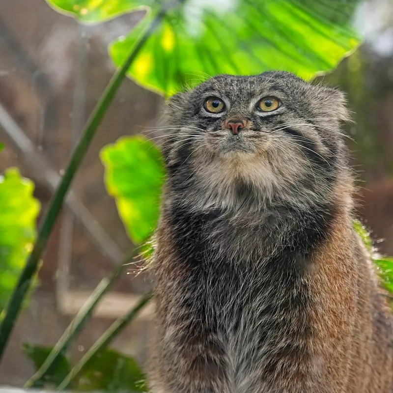 Фотография Нара в Царстве Животных Кобе