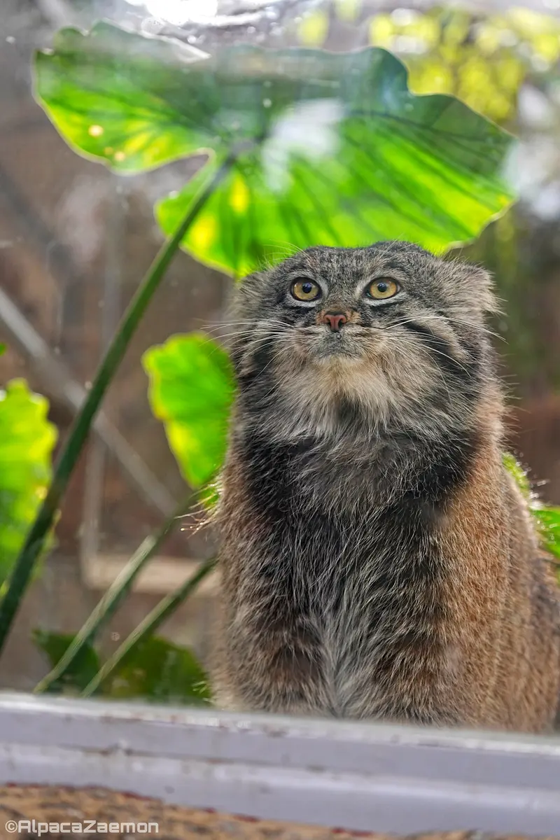 Фотография Нара в Царстве Животных Кобе