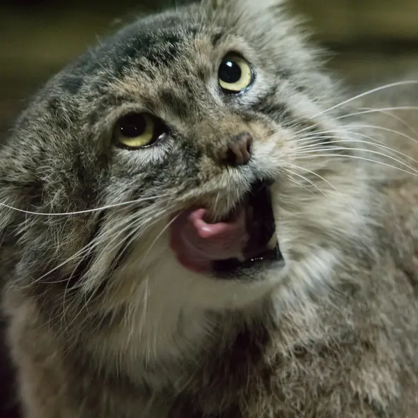 Фотография Примулы в Зоопарке Уено