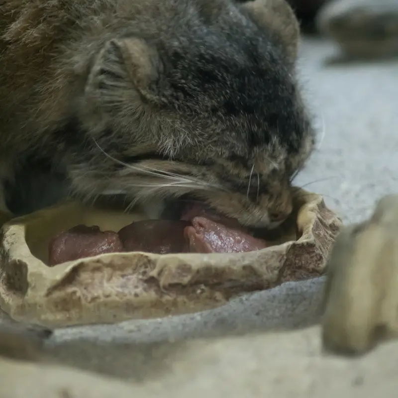 Фотография Примулы в Зоопарке Уено