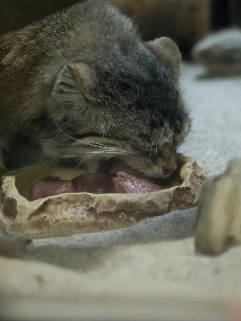 Фотография Примулы в Зоопарке Уено