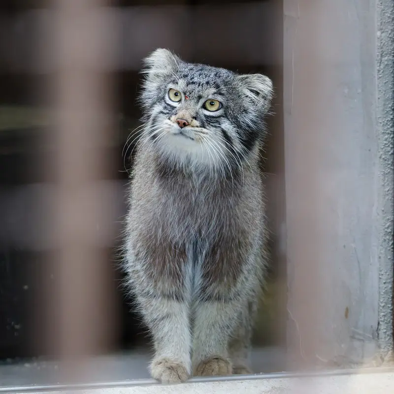 Фотография Фиги в Зоопарке Ногеяме