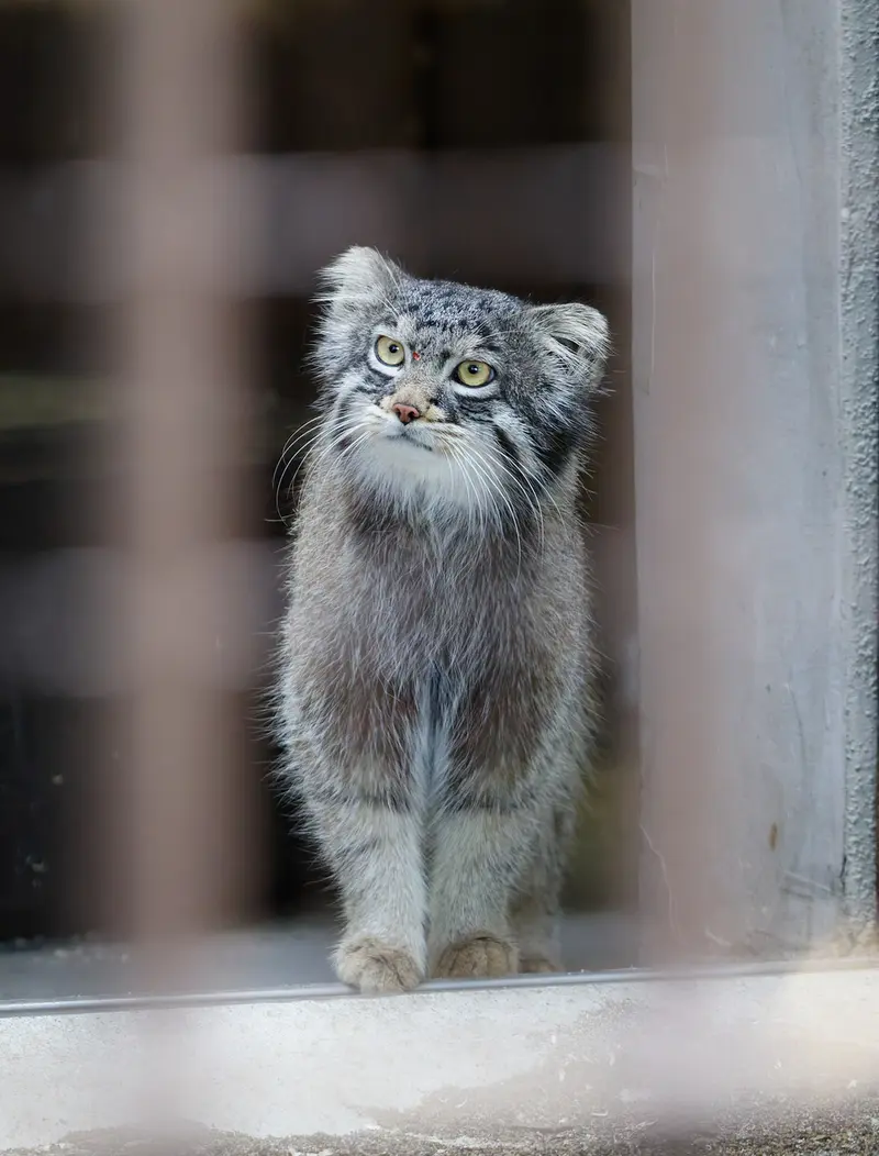 Фотография Фиги в Зоопарке Ногеяме