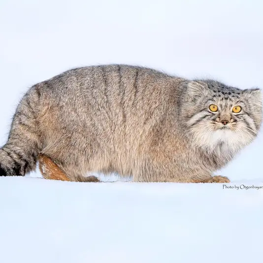 Фотография с манулом