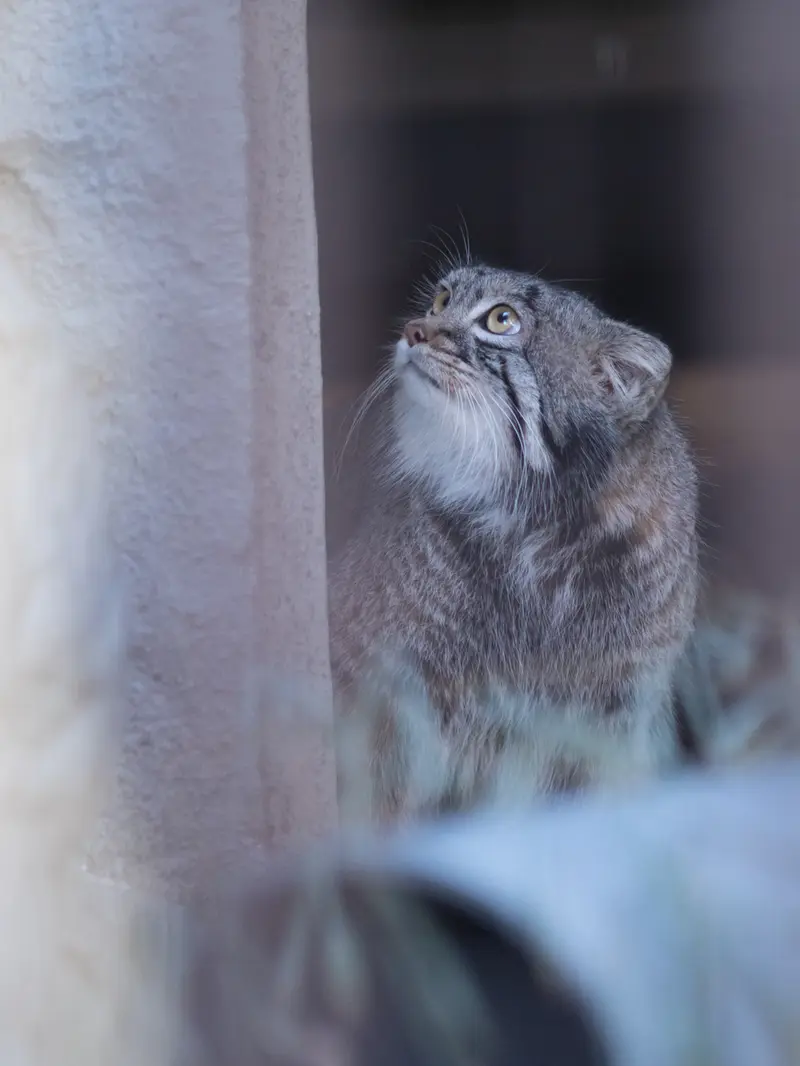 Фотография Фиги в Зоопарке Ногеяме