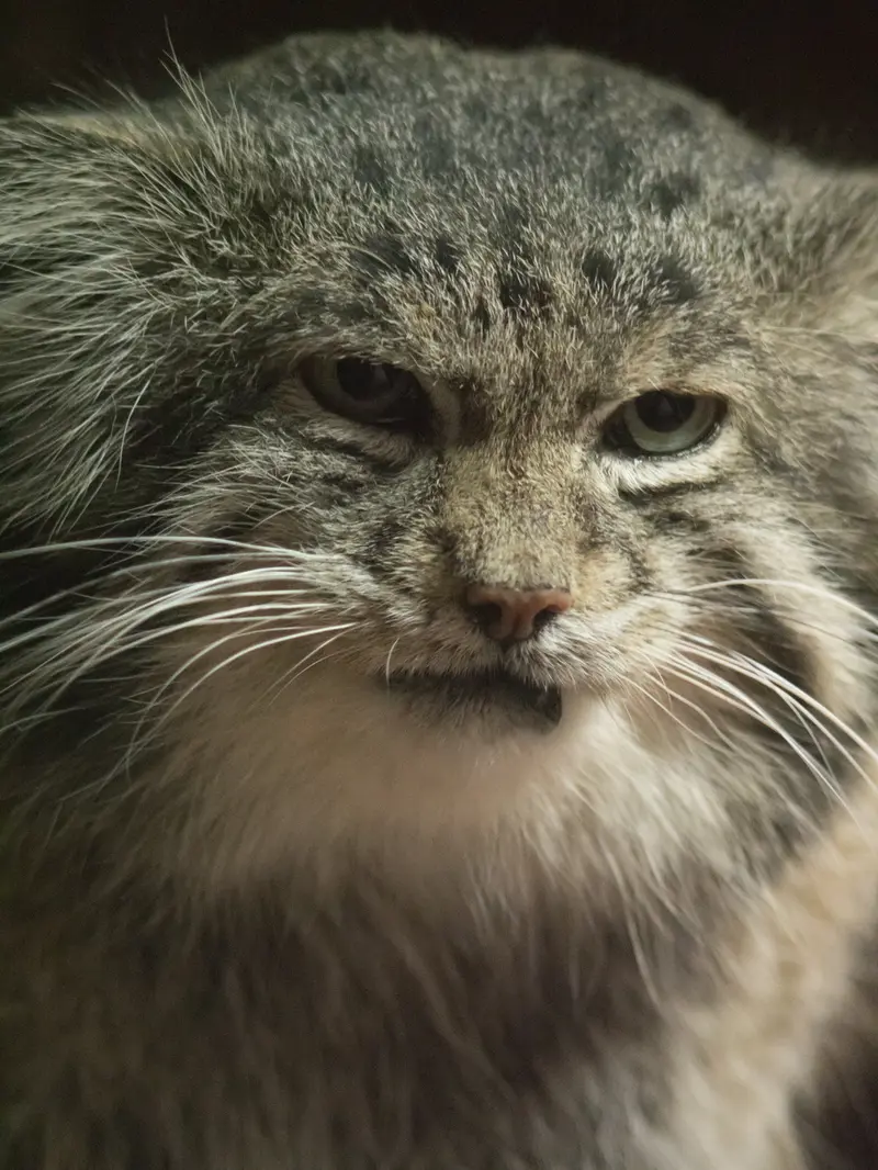 Фотография Клёна в Зоопарке Уено