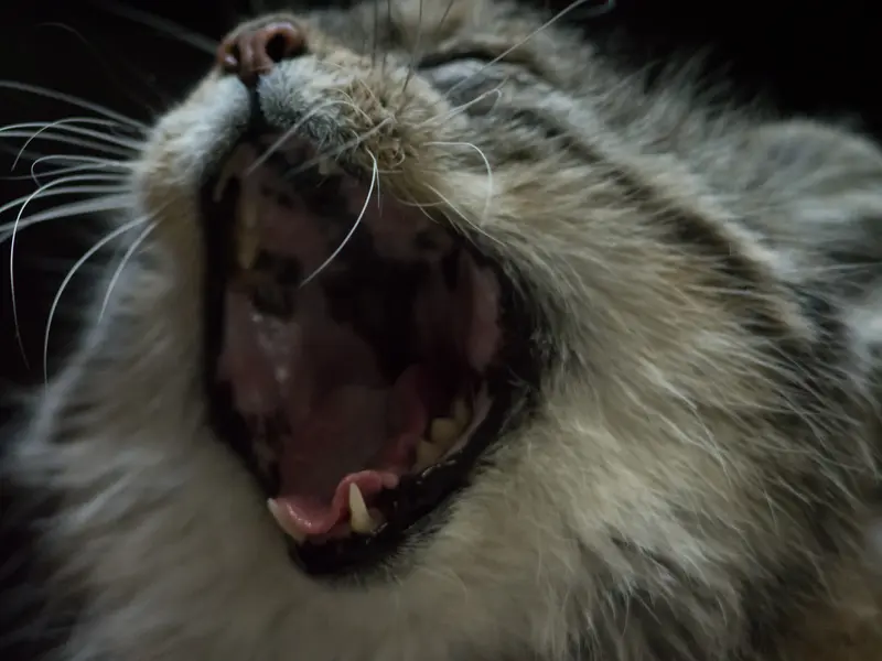 Фотография Примулы в Зоопарке Уено