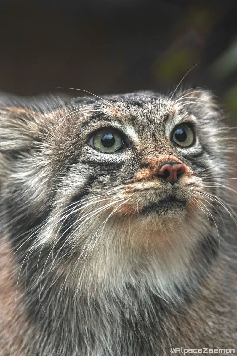 Фотография Аз в Царстве Животных Кобе