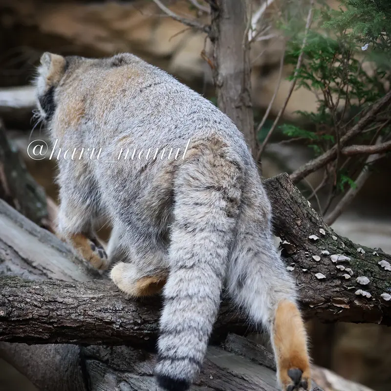 Фотография Нагому в Царстве Животных Насу