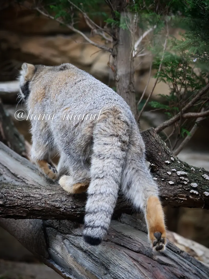 Фотография Нагому в Царстве Животных Насу