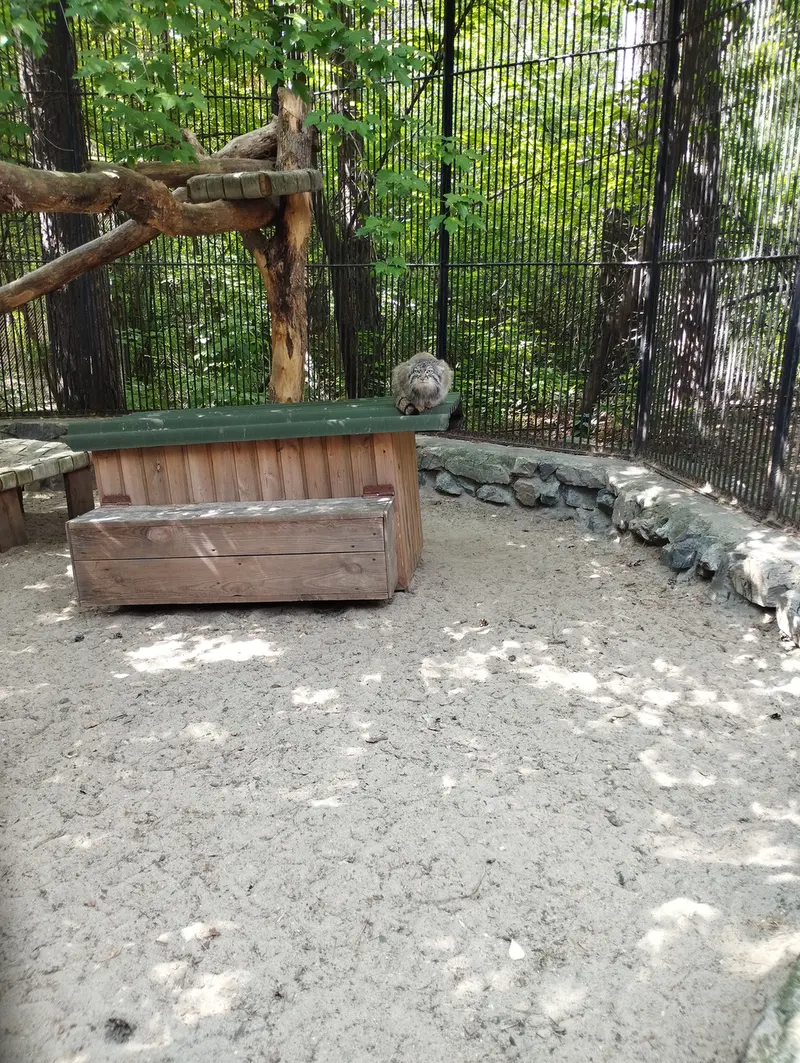 Фотография с манулом в Новосибирском Зоопарке