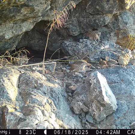 Фотография Сераи Куропатки с фотоловушки Жунды 1