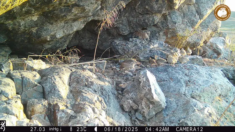 Фотография Сераи Куропатки с фотоловушки Жунды 1