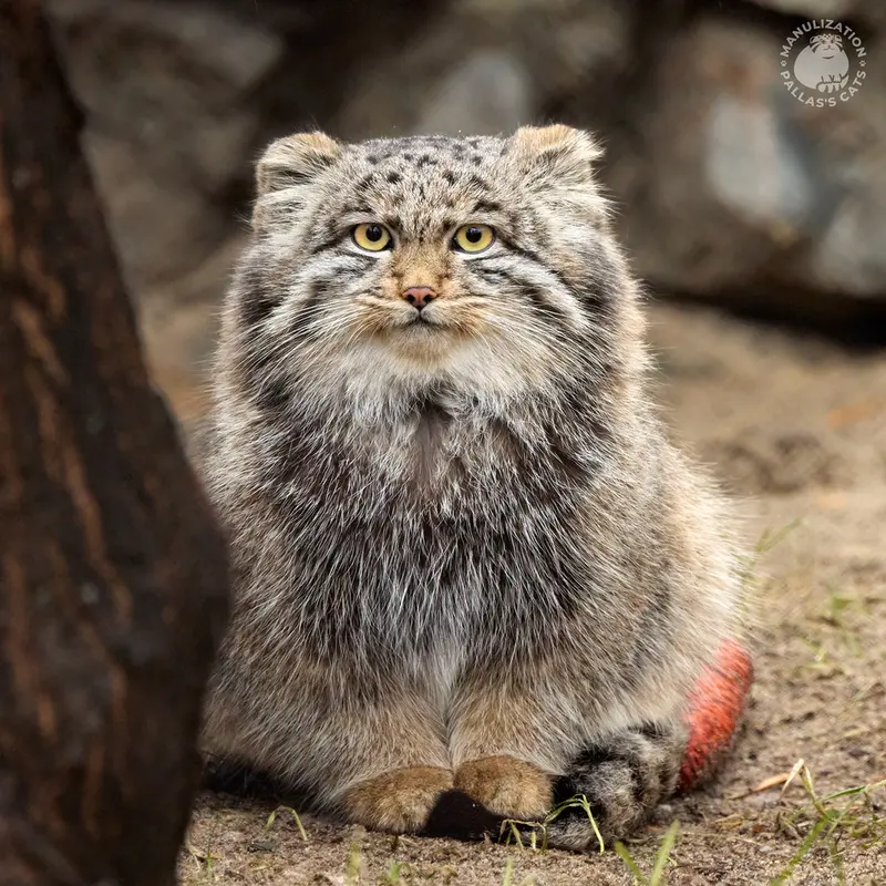 Фотография Серого в Новосибирском Зоопарке