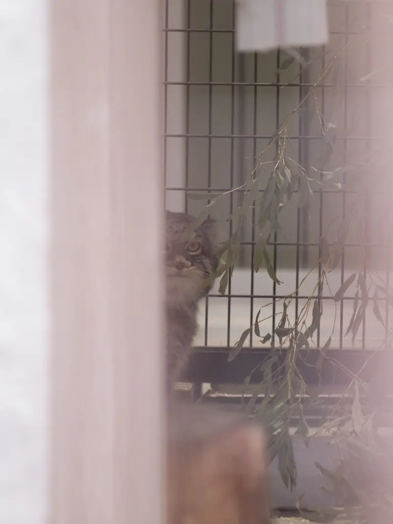 Фотография Фиги в Зоопарке Ногеяме