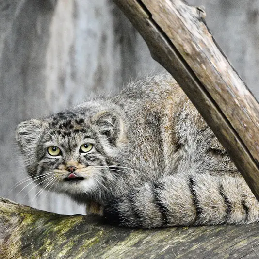 Фотография Мануэлы в Берлинском Зоопарке
