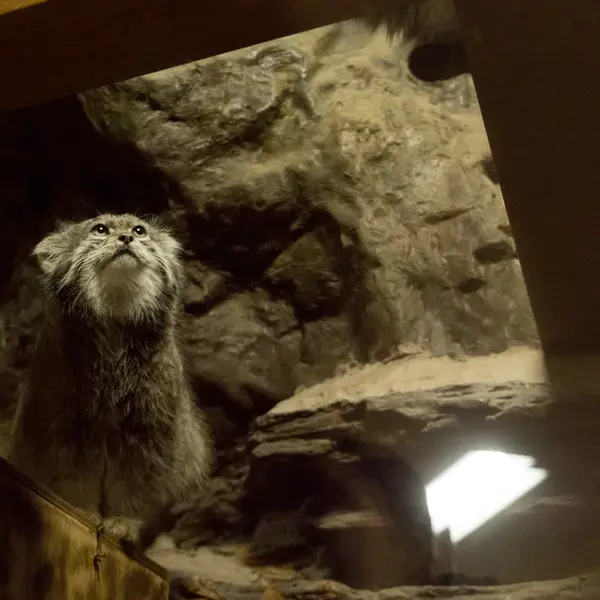 Фотография Клёна в Зоопарке Уено