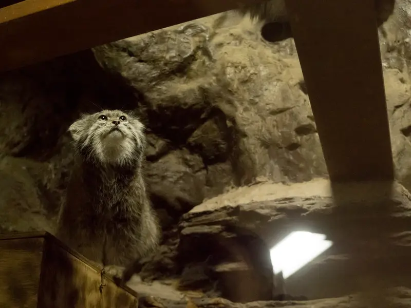 Фотография Клёна в Зоопарке Уено