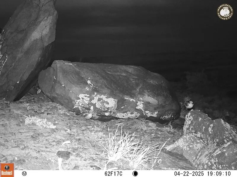 Фотография с манулом с фотоловушки Кошкар